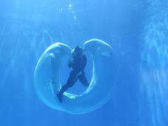 -多彩贵州城极地海洋世界