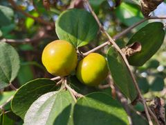 -新塘水果乐园(东洲大道店)