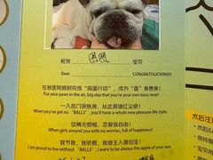 -艾贝尔宠物医院·24H转诊中心·肿瘤猫专科(江宁双龙店)