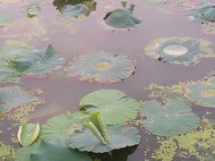 -尚贤河湿地