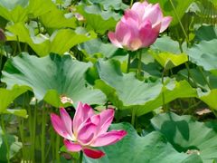 -莲花池公园