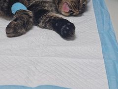 -宠颐生汉谟拉比宠物医院