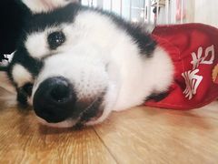 -Husky Go! 哈士奇体验馆·宠物咖啡厅狗咖