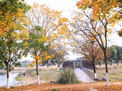 -贡湖湾湿地公园