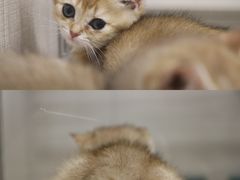 -飞行喵MR PILOT|猫舍·猫咖(静安大融城店)