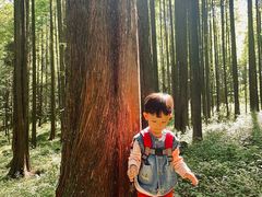 -武陵山森林公园