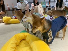 -逗柴咖啡屋·狗咖猫咖宠物桌游