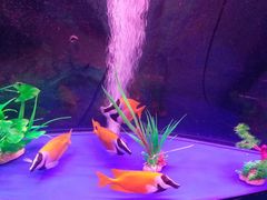 -青岛嘉年华主题乐园