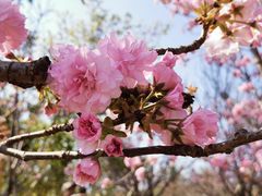 -天适樱花悠乐园