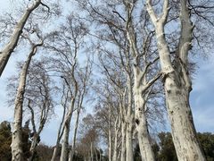 -武汉大学-樱园