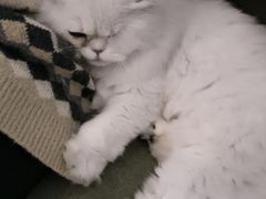 -御宝贝·A梦猫科宠物医院(国际猫友好医院)