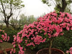 -秀丽东方
