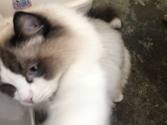 -喵屿·大理花园猫咖