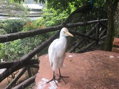 -吉隆坡雀鸟公园