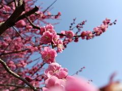 -杭州植物园