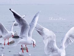 -深圳湾公园(南山区)