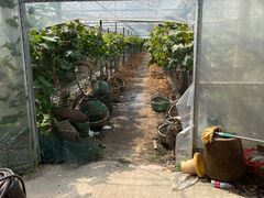 -马陆小张葡萄园农家乐