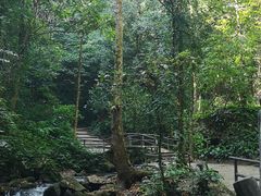 -莫里热带雨林景区