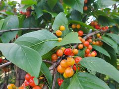 -樱桃山旅游景区