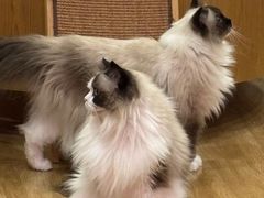 -滚猫咖啡·猫咖·猫友好撸猫(未来城店)