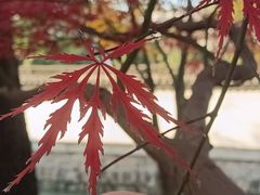 -秋霞圃