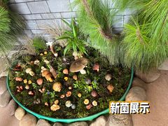 -九溪蒋记菌子宴