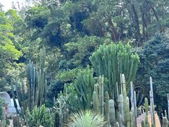 -深圳仙湖植物园
