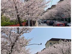 -高东镇樱花园