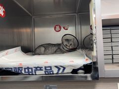 -宠颐生斯嘉宠物医院·急重症·心内科(谷阳北路分院)
