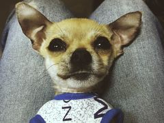 -宠颐生动物医院·心脏科·保险定点(锦阳分院)