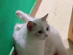-藏猫猫咖啡主题馆(中央大道店)