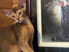 -猫十亿·布偶金渐层·曼基康矮脚猫舍(青年路店)