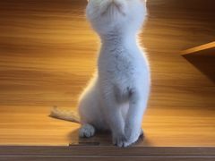 -喵百万·布偶·蓝金金渐层英短·猫舍(百子湾店)