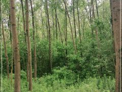 -合肥滨湖国家森林公园