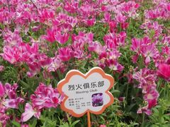 -荷兰花海
