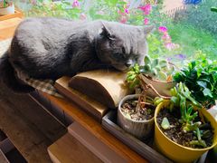 -海边的猫和咖啡馆