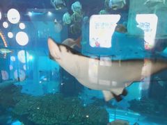 -乐从天佑城海洋馆