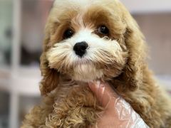 -翊宠yipet猫狗购宠庄园犬舍•猫舍