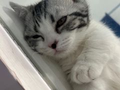 -1013 PET SHOP精品宠物商店(丁香店)