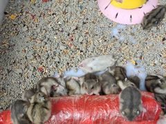 -桂林市花鸟市场