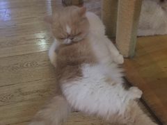 -喵园·猫主题咖啡厅·撸猫·猫咖(国贸店)