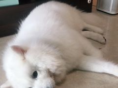 -创凡宠物医院·骨专科  猫科中心(西乡分院)