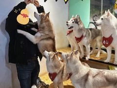 -Husky Go! 哈士奇体验馆·宠物咖啡厅狗咖