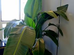 -Melody Mentor音乐私教馆(朝外·悠唐店)