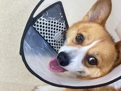 -爱侣宠医·鹦鹉专科·小型哺乳类·异宠专科(灵石路店)