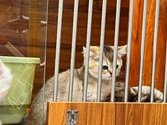 -小吊梨汤·北京菜·烤鸭(清河万象汇店)
