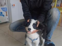 -乐琪宠物医院·犬猫专科·骨外科·急重症