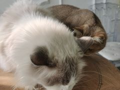 -共舞时光猫咖·狗咖(新街口店)