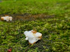 -萍乡武功山风景名胜区