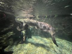 -太平洋海底世界